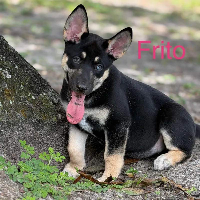 Frito thumbnail 4
