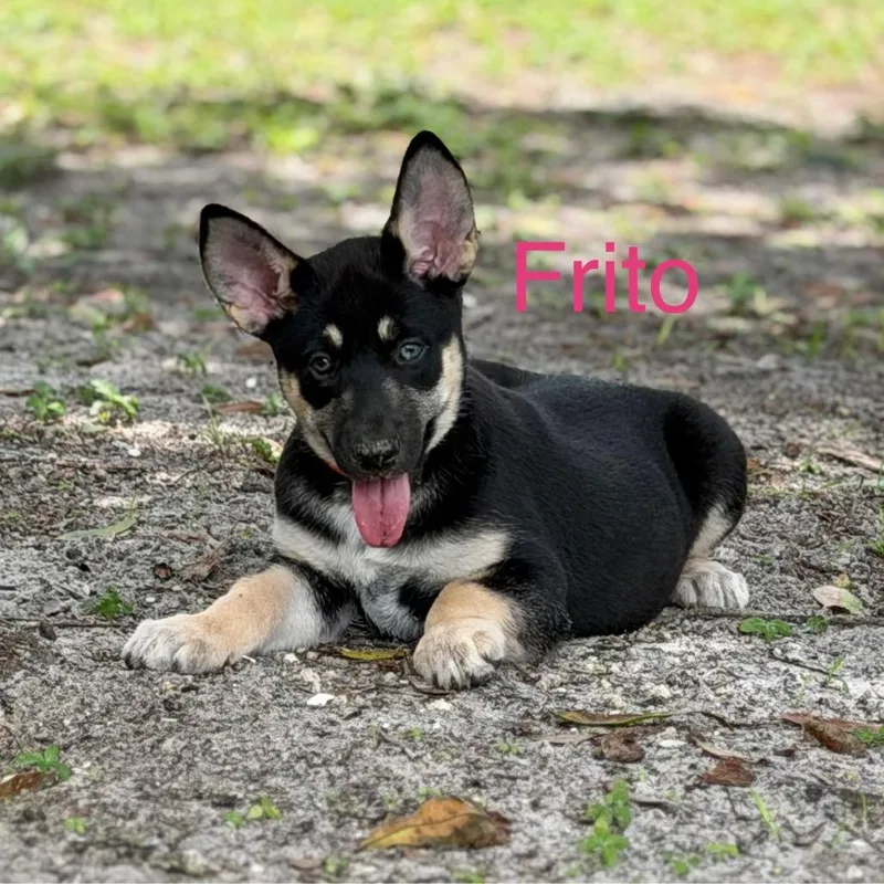 Frito thumbnail 6
