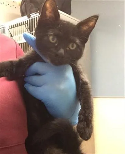A baby small-sized female Domestic Short Hair cat named Frosty Puff for adoption in Riverside, CA
