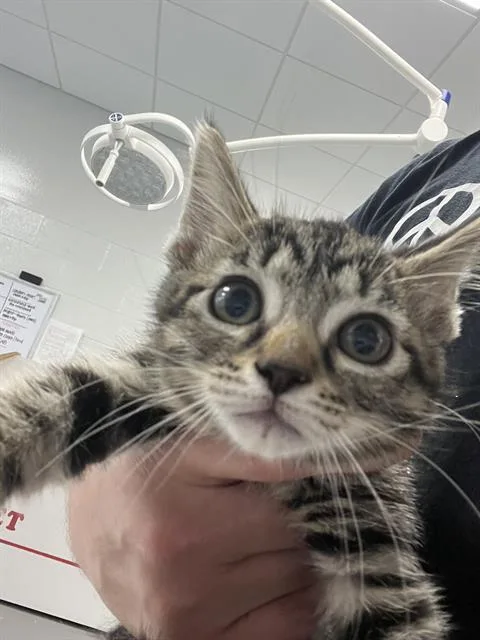 A baby small-sized male Domestic Short Hair cat named Panther for adoption in Indianapolis, IN