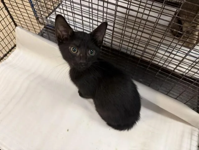 A baby small-sized male Domestic Short Hair cat named Joe for adoption in Miami, FL