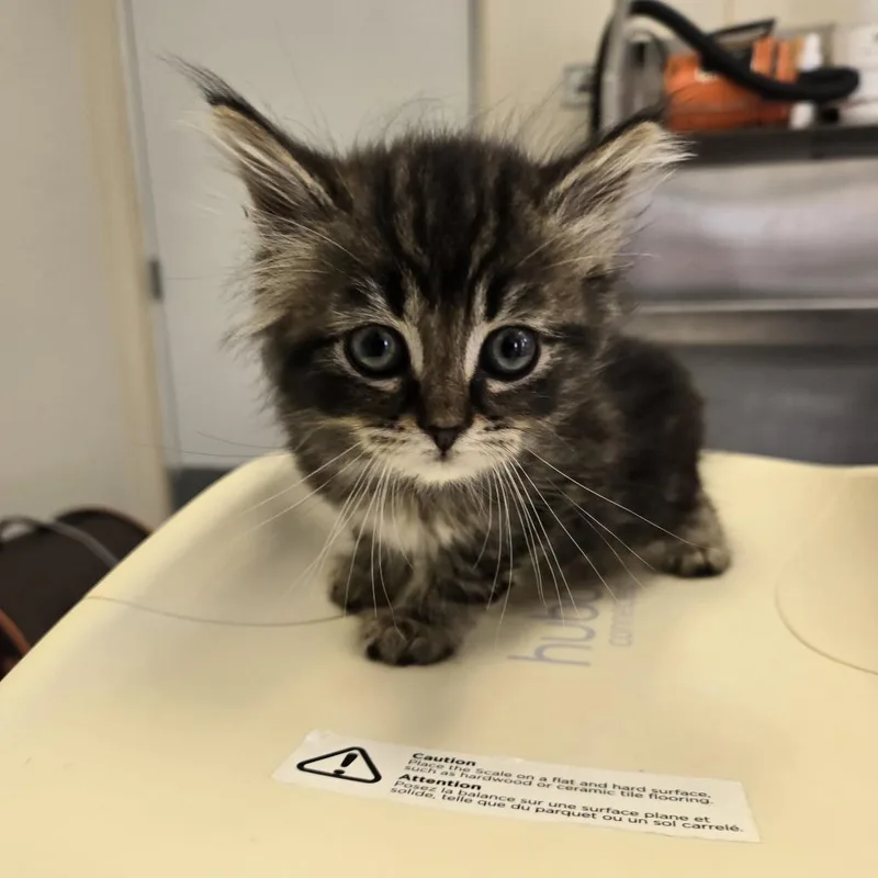 A baby small-sized female Tortoiseshell Domestic Long Hair cat named Emma for adoption in Tawas City, MI