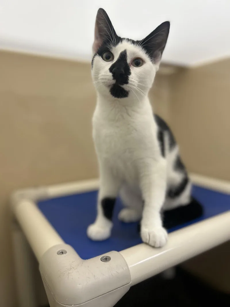 A baby medium-sized female Domestic Short Hair cat named Uno for adoption in Lancaster, PA