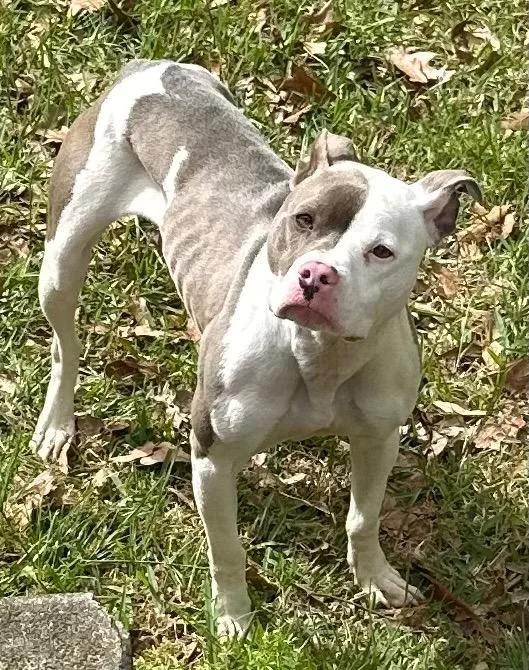 A young medium-sized male American Bulldog dog named Finch for adoption in Rome, GA