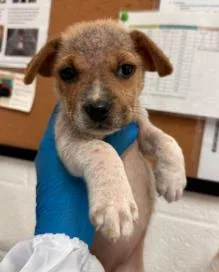 An adult medium-sized female Mixed Breed dog named Sadie for adoption in West Chester, PA
