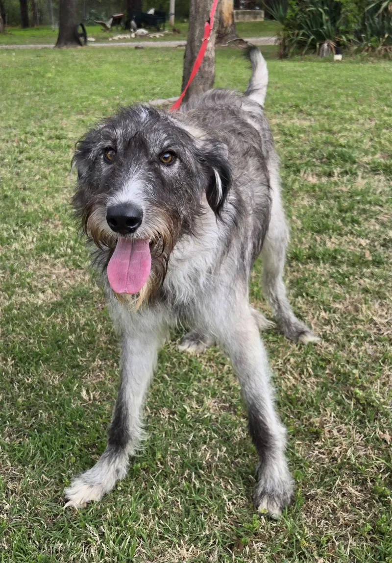 Jasmine   $ thumbnail 2