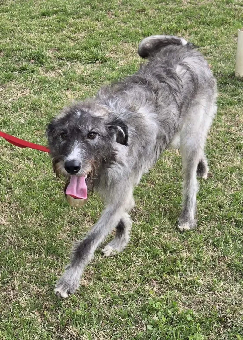 Jasmine   $ thumbnail 3