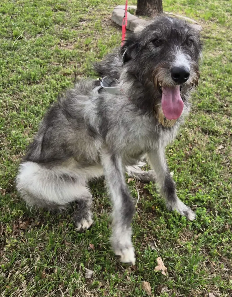 Jasmine   $ thumbnail 5