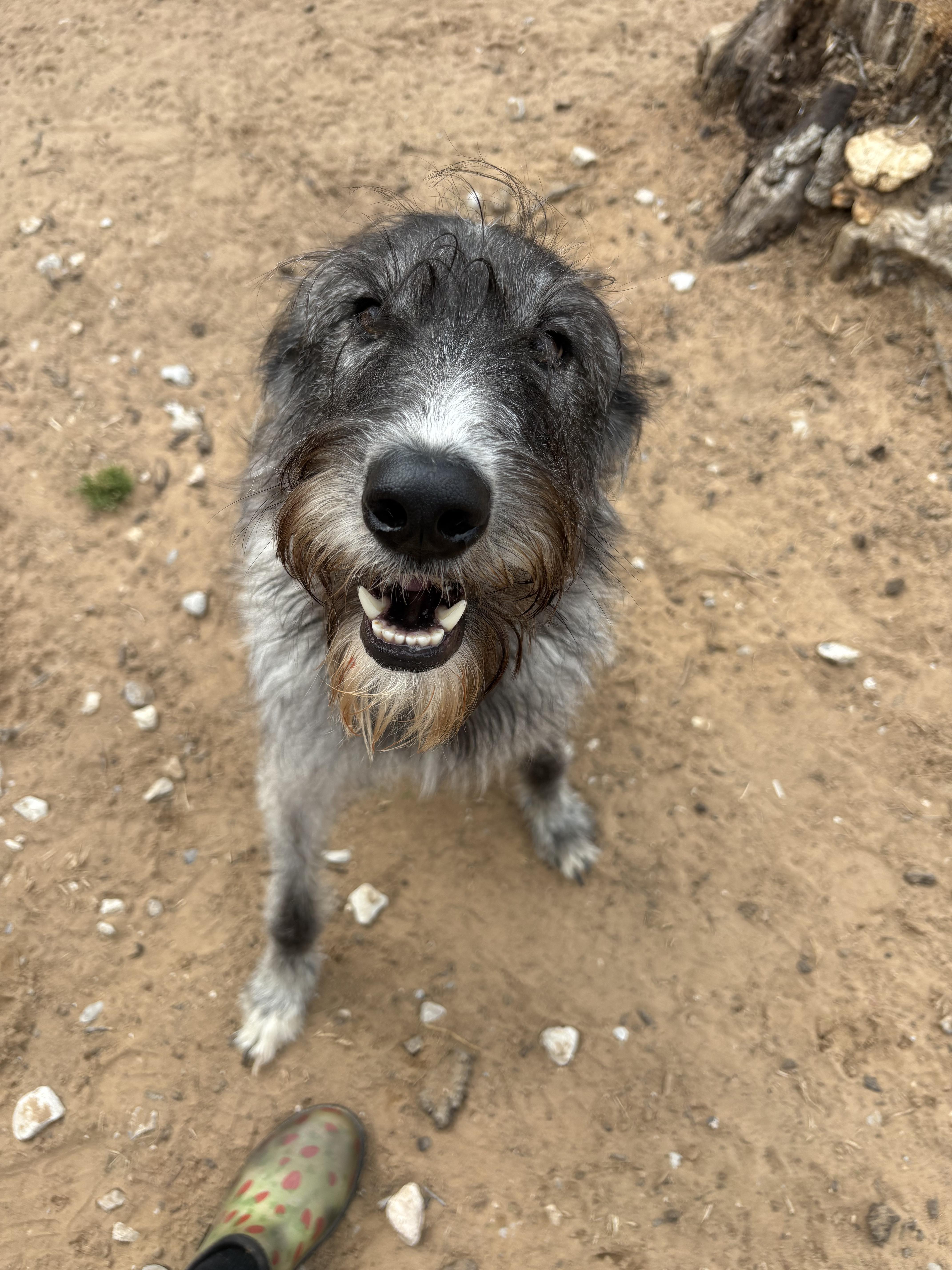 Jasmine   $ thumbnail 6