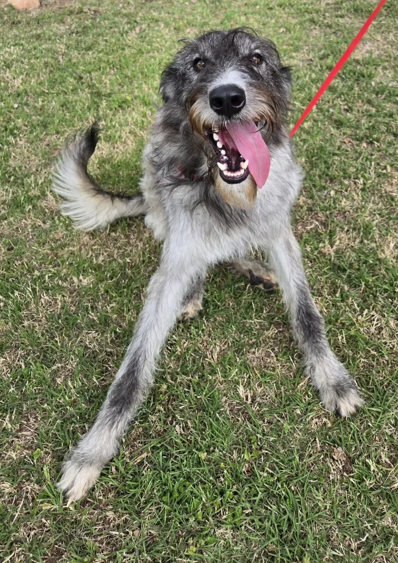 An adult large-sized female Irish Wolfhound dog named Jasmine $ for adoption in Milwaukee, WI