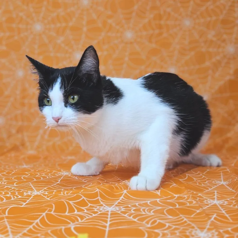 An adult medium-sized female Black Domestic Short Hair cat named WillowC for adoption in East Saint Louis, IL