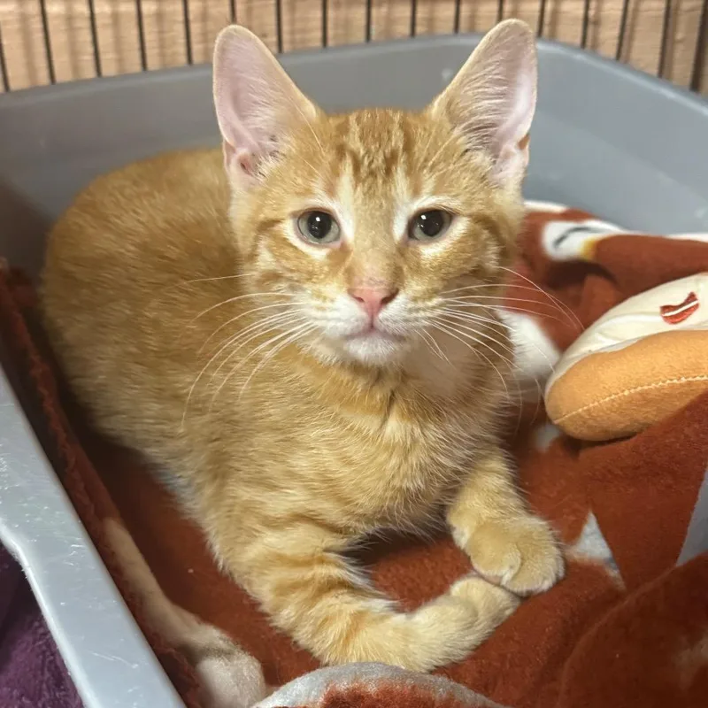 A baby medium-sized male Domestic Short Hair cat named Tye for adoption in Olean, NY