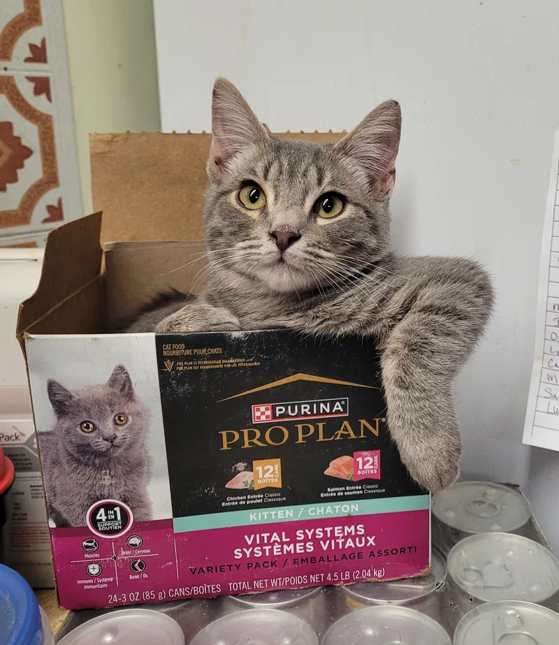 A young small-sized male Tabby (Gray / Blue / Silver) Domestic Short Hair cat named Baxter for adoption in RIVERSIDE, CA