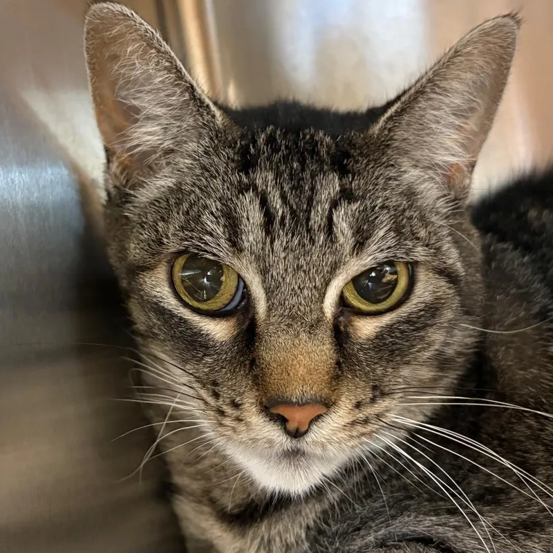 A senior medium-sized female Brown / Chocolate Domestic Short Hair cat named Luna for adoption in Manhattan, KS