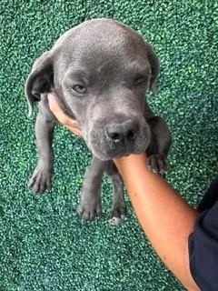 A baby small-sized male Gray / Blue / Silver Mixed Breed dog named 61373561 for adoption in El Paso, TX