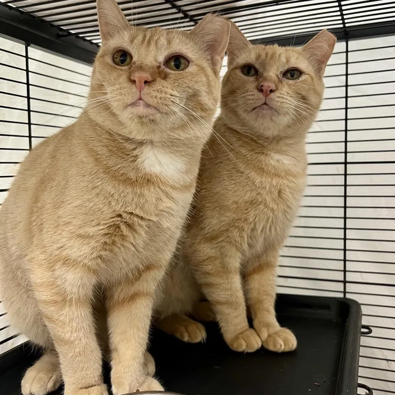 An adult medium-sized female Orange / Red Domestic Short Hair cat named Beezus for adoption in Mount Laurel, NJ