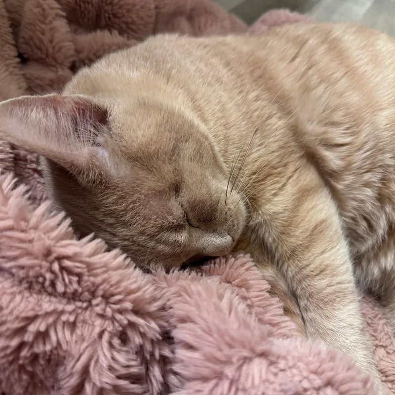 An adult large-sized male Cream / Ivory Domestic Short Hair cat named Baconator C for adoption in Princeton, MN