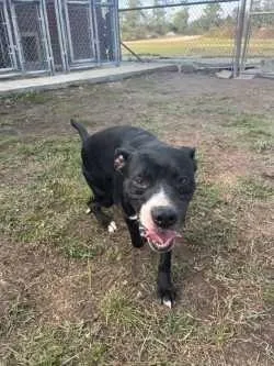 A young medium-sized male Pit Bull Terrier dog named Rudy Camden for adoption in Woodbine, GA