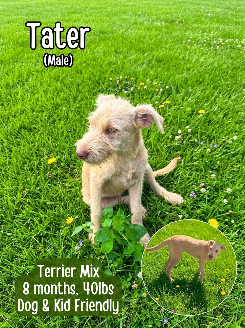 Tater