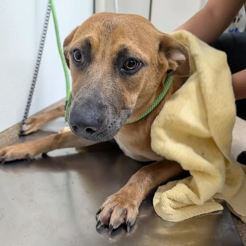 A young medium-sized female Brown / Chocolate Mixed Breed dog named Juvia for adoption in League City, TX