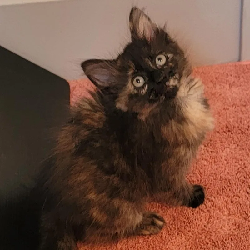A baby medium-sized female Tortoiseshell Domestic Medium Hair cat named Turtle for adoption in Wyandotte, MI