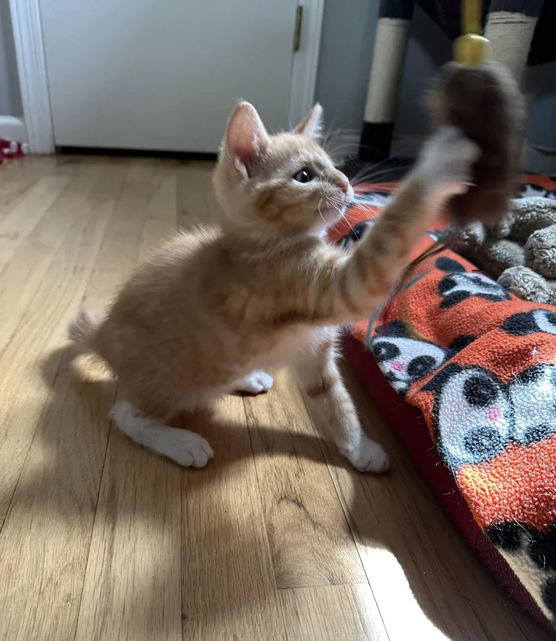 A baby medium-sized male Orange / Red Domestic Short Hair cat named Flurries Of Gianna for adoption in Trenton, NJ