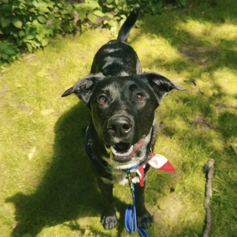 A young medium-sized male Labrador Retriever dog named Revere for adoption in Minneapolis, MN