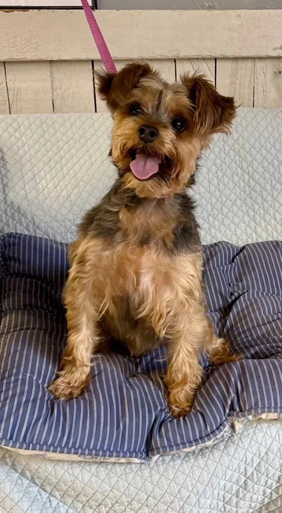 An adult small-sized male Yorkshire Terrier dog named Poot for adoption in Fort Worth, TX