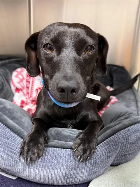 A young small-sized female Dachshund dog named Daisy for adoption in Naples, FL