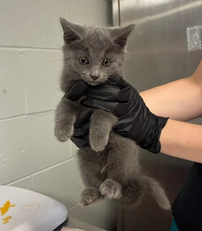 A young small-sized female Gray / Blue / Silver Domestic Short Hair cat named Manu for adoption in Cincinnati, OH
