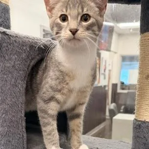 A young small-sized male Domestic Short Hair cat named Merle for adoption in Horn Lake, MS