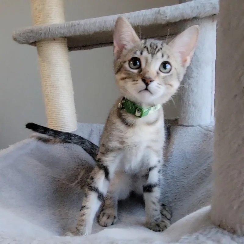 A baby medium-sized male Domestic Short Hair cat named Kenai for adoption in Litchfield Park, AZ