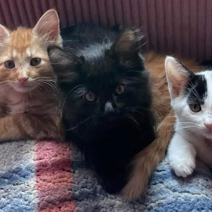 A baby small-sized female Domestic Long Hair cat named Pluto for adoption in Chicago, IL