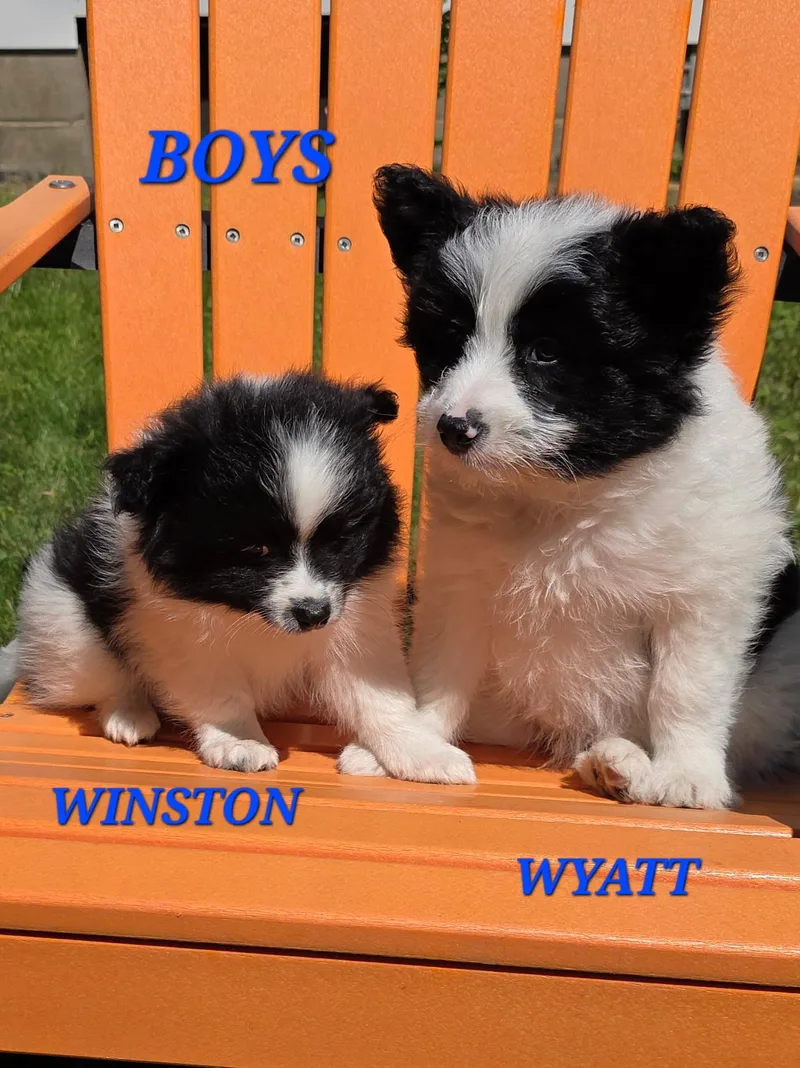 Winston And Wyatt thumbnail 2