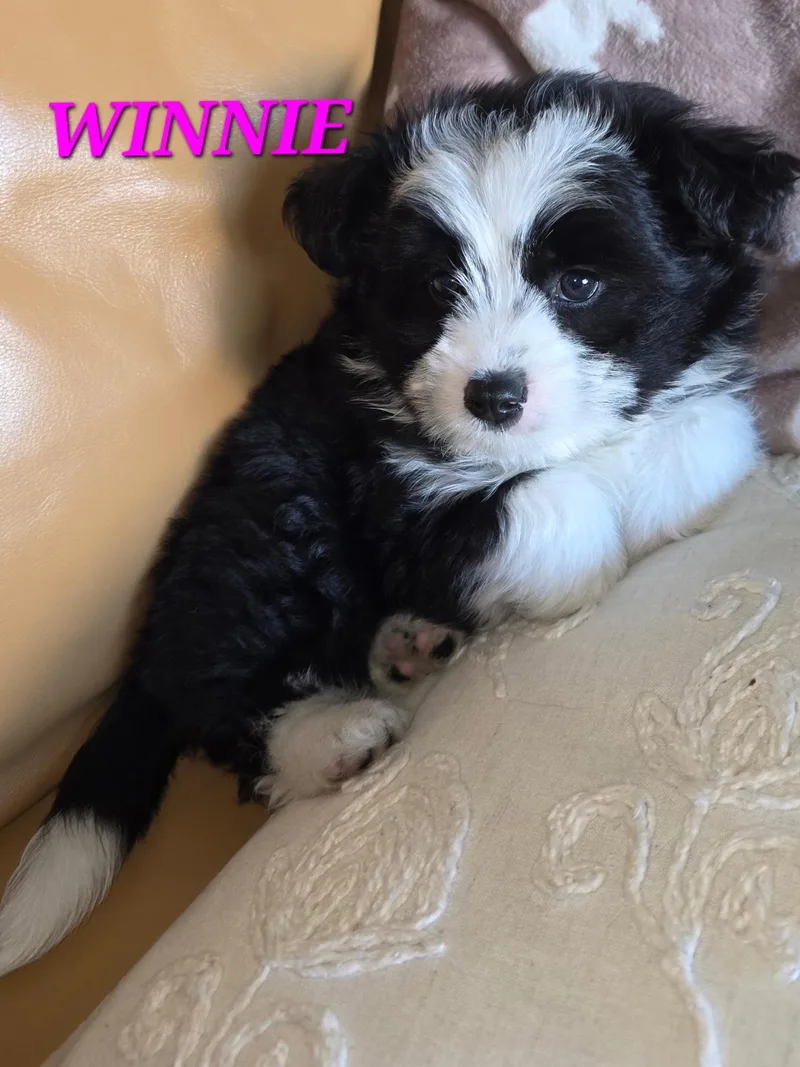 Winston And Wyatt thumbnail 3