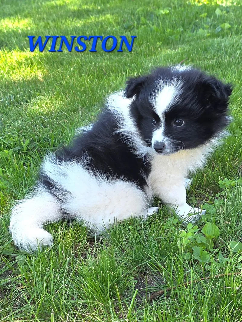 Winston And Wyatt thumbnail 5