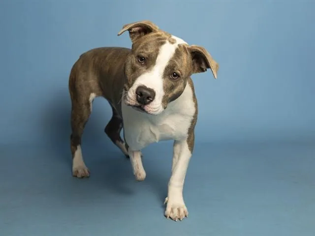 Axel