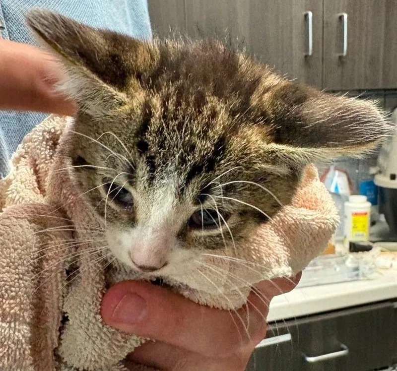 A baby medium-sized male Domestic Short Hair cat named Minx for adoption in Huntington, IN
