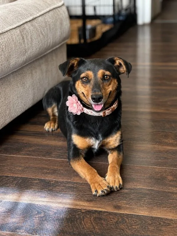 An adult medium-sized female Black German Shepherd Dog dog named Bella Flor for adoption in renton, WA