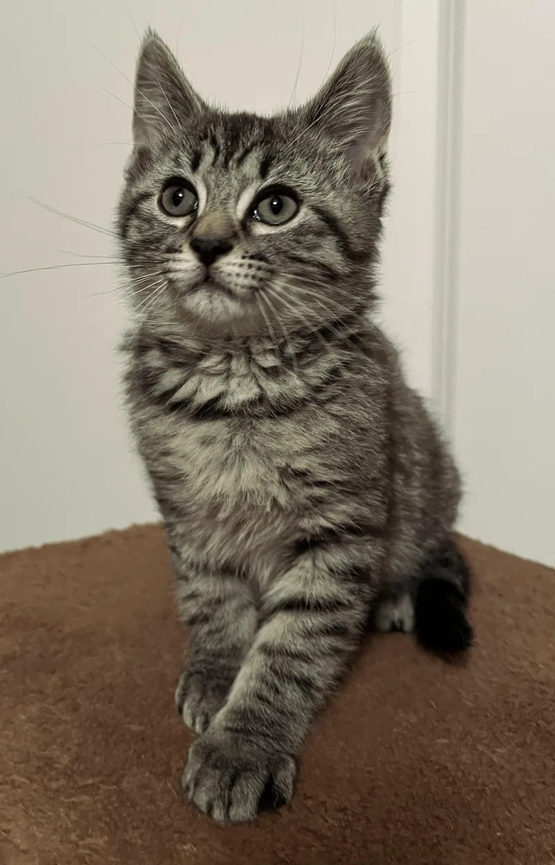 A baby medium-sized male Tabby (Gray / Blue / Silver) Domestic Short Hair cat named Luke for adoption in Whitehall, PA