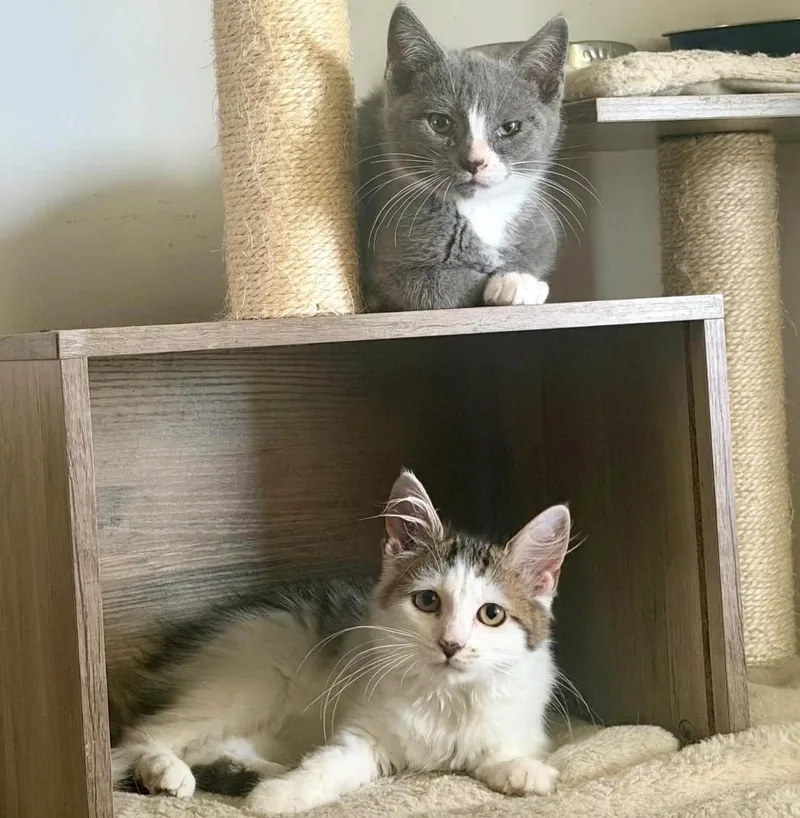 A baby small-sized female Tabby (Buff / Tan / Fawn) Domestic Medium Hair cat named Juniper for adoption in Maineville, OH