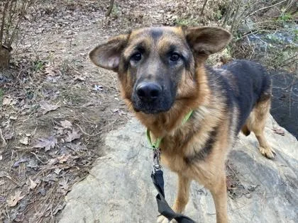 An adult large-sized male German Shepherd Dog dog named Dalton for adoption in Atlanta, GA