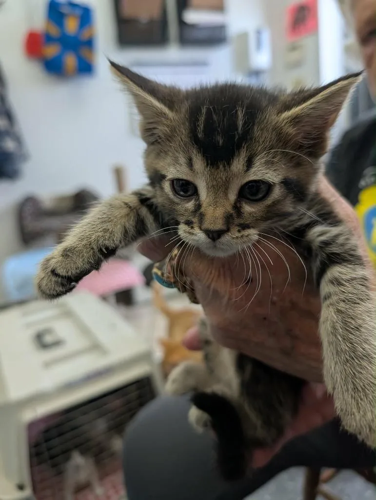 A baby medium-sized male Tabby cat named Newmar for adoption in Grand Junction, CO