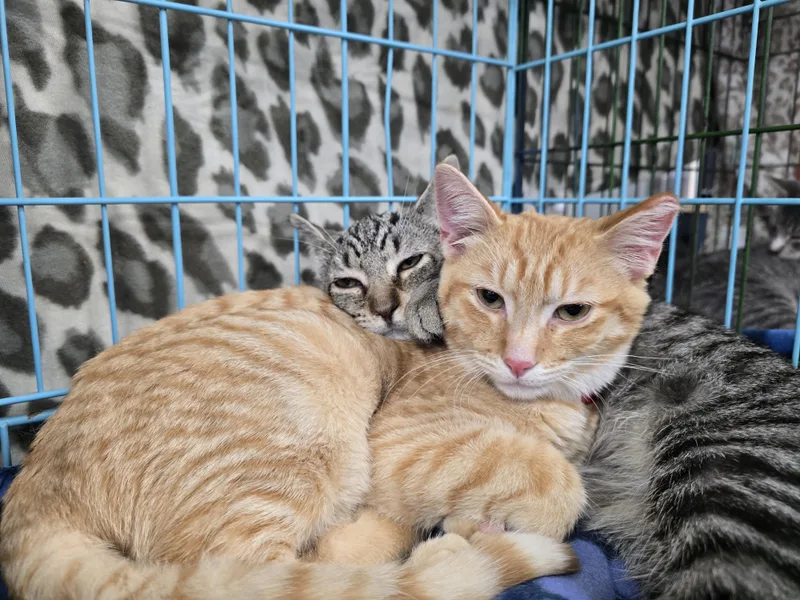 A baby medium-sized male Orange & White Domestic Short Hair cat named Peco for adoption in East Lansing, MI