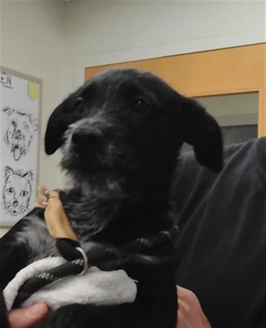 A baby small-sized male German Wirehaired Pointer dog named Curley for adoption in Albuquerque, NM