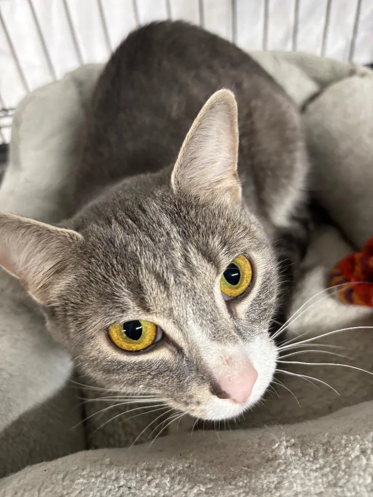 A young medium-sized female Domestic Short Hair cat named Renee for adoption in Camp Hill, PA