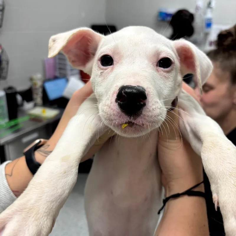 A baby small-sized male Pit Bull Terrier dog named Jelly for adoption in Fort Wayne, IN