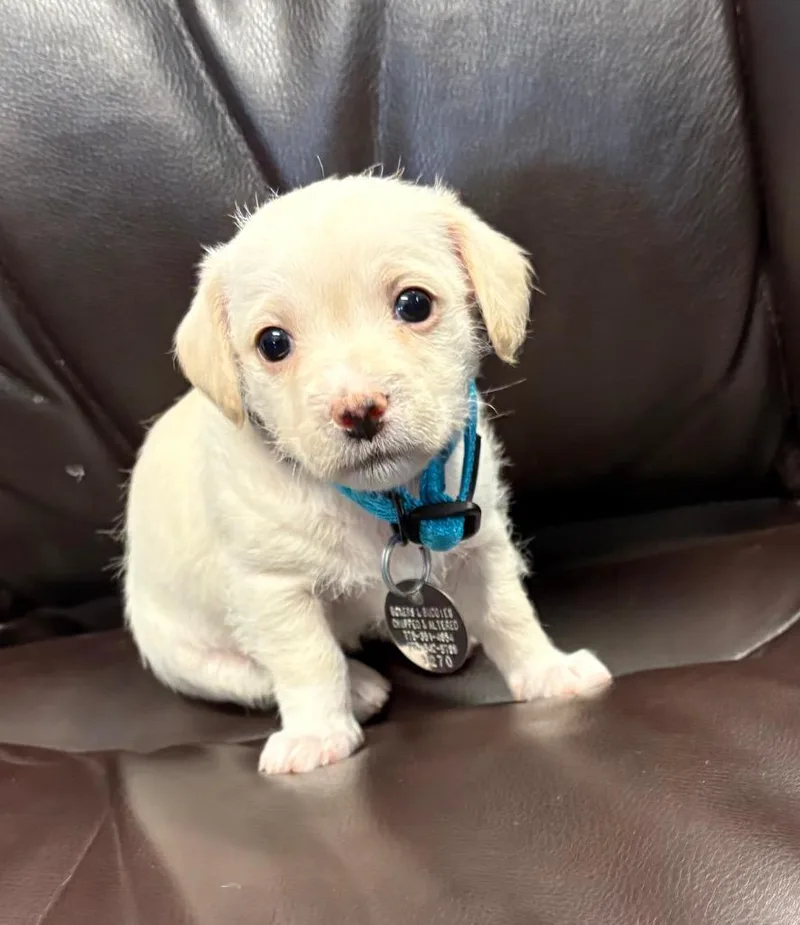 A baby small-sized female Terrier dog named Bluey for adoption in Reno, NV