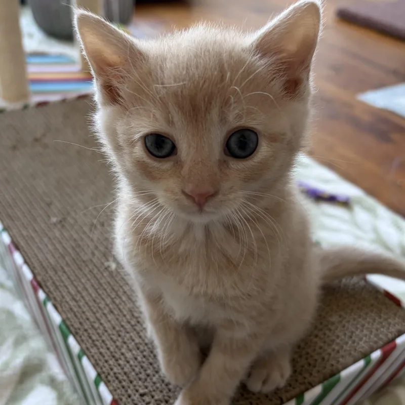 A baby medium-sized female Buff / Tan / Fawn Domestic Short Hair cat named Dove for adoption in Scranton, PA
