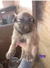 A baby medium-sized male Mixed Breed dog named Badger for adoption in West Chester, PA